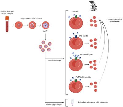 Band 3–mediated Plasmodium vivax invasion is associated with transcriptional variation in PvTRAg genes